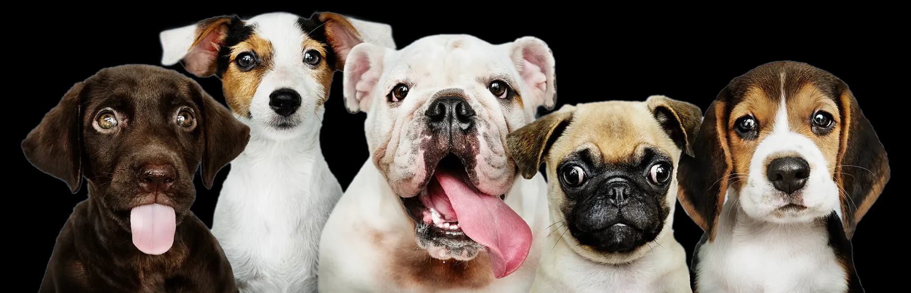 A group of happy dogs